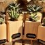 Trofeus planter fusta cactus Montseny